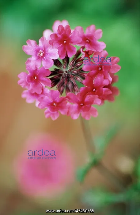 : Primrose, Candelabra Primrose : Primrose, Candelabra Primrose