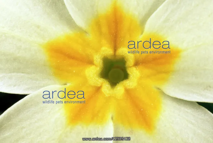  : Primrose Flower - close-up