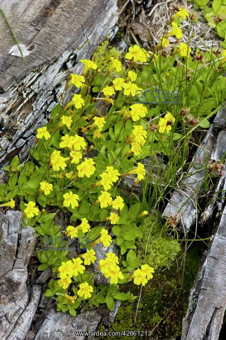 : Primrose Monkey-flower - in mass : Primrose Monkey-flower - in mass