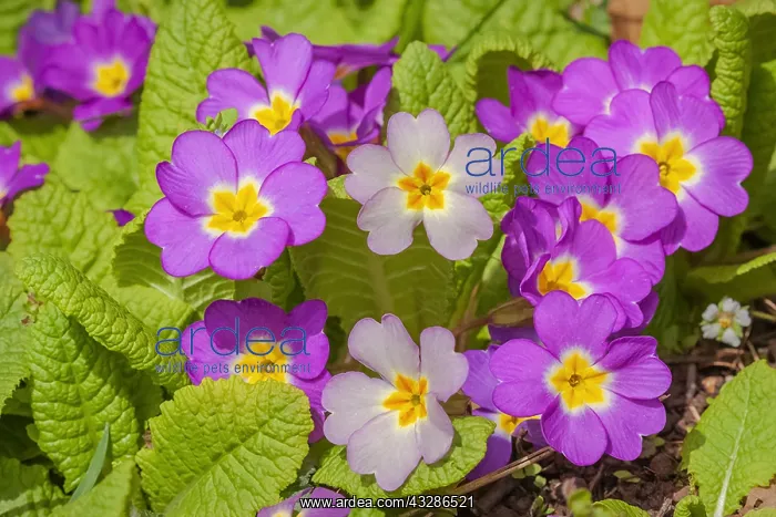 : Primrose - pink coloured common primrose hybrides : Primrose - pink coloured common primrose hybrides