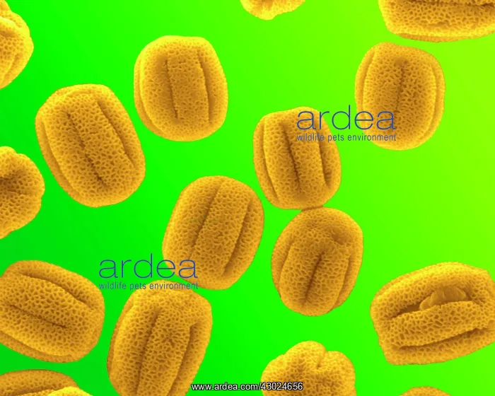 : Primrose Pollen : Primrose Pollen