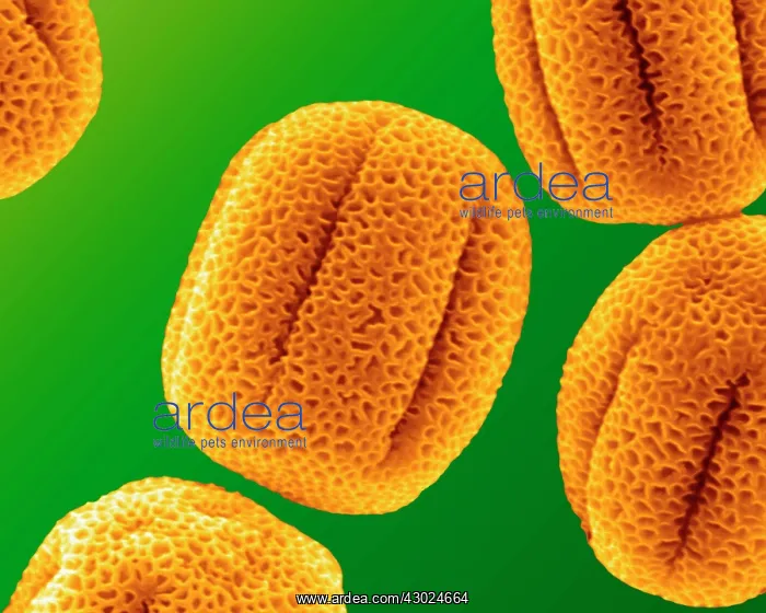 : Primrose Pollen : Primrose Pollen