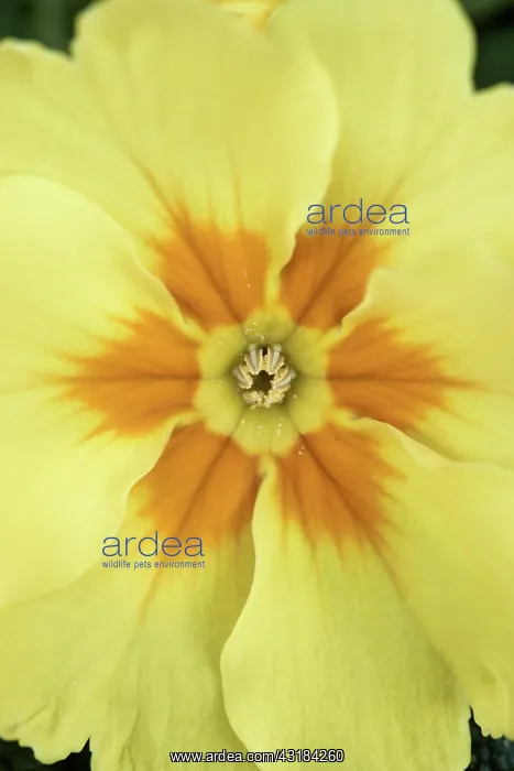 : Primrose, Primula, Close top view of one yellow : Primrose, Primula, Close top view of one yellow