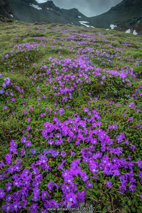 : Least Primrose, Primula minima, on Grossglockner : Least Primrose, Primula minima, on Grossglockner