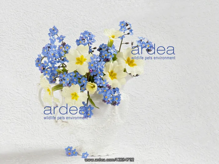: Primrose, Primula vulgaris and Forget-me-not, Myosotis : Primrose, Primula vulgaris and Forget-me-not, Myosotis