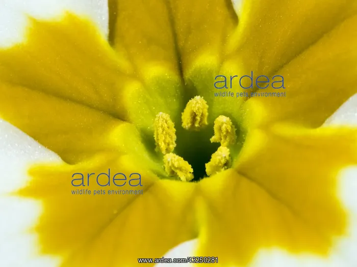 : Detail of Primrose - Thrum flower stamen morph : Detail of Primrose - Thrum flower stamen morph