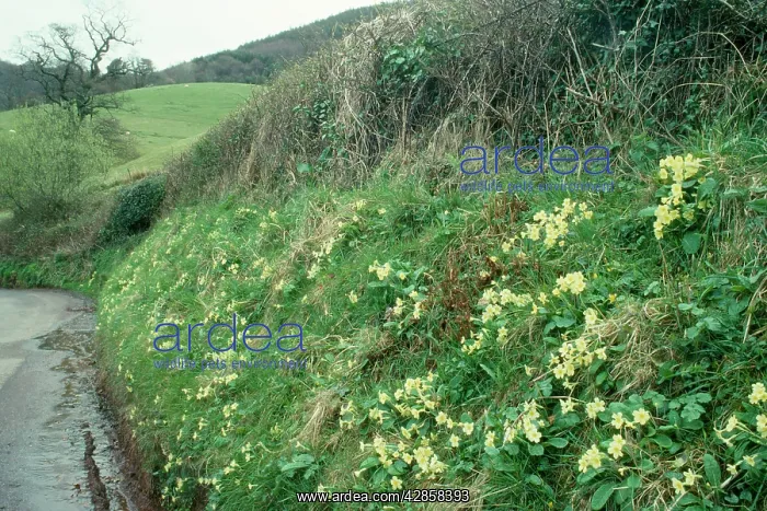 : Primroses (Primula vulgari). on Exmoor laneside Nr. Selworthy, UK : Primroses (Primula vulgari). on Exmoor laneside Nr. Selworthy, UK