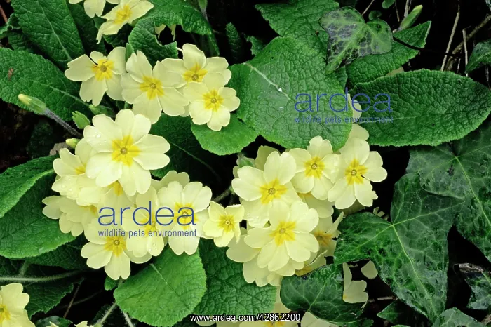 : PRIMROSES (Primula vulgaris). Dorset Hedgebank, Spring, UK : PRIMROSES (Primula vulgaris). Dorset Hedgebank, Spring, UK