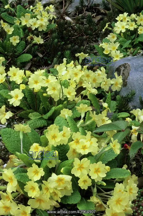: Primroses (Primula). Primula - Garden - Essex - UK : Primroses (Primula). Primula - Garden - Essex - UK
