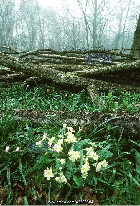 : PRIMROSES - in coppiced woodland : PRIMROSES - in coppiced woodland