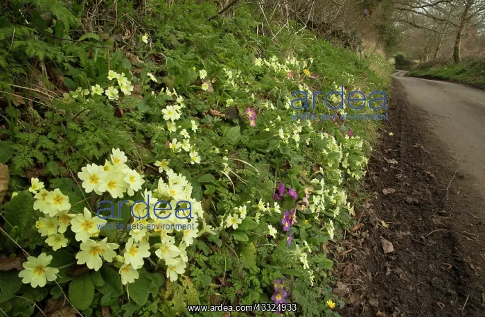 : Primroses - Dorset roadside verge in early spring : Primroses - Dorset roadside verge in early spring