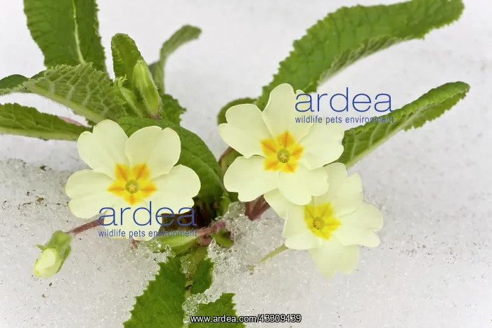 : Primroses - in snow - March : Primroses - in snow - March