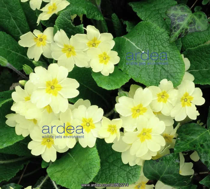 : Primroses - spring : Primroses - spring