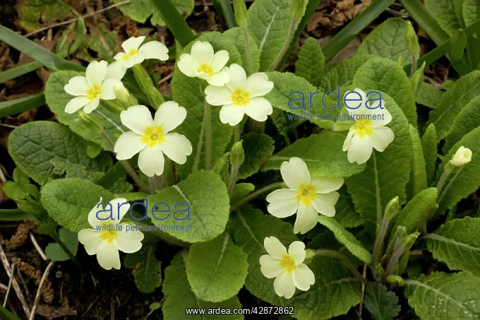 : Primroses in spring : Primroses in spring