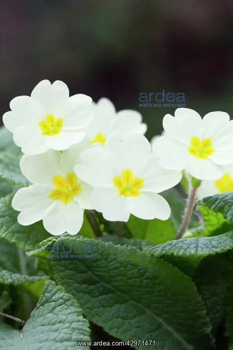 : Primroses - Spring : Primroses - Spring