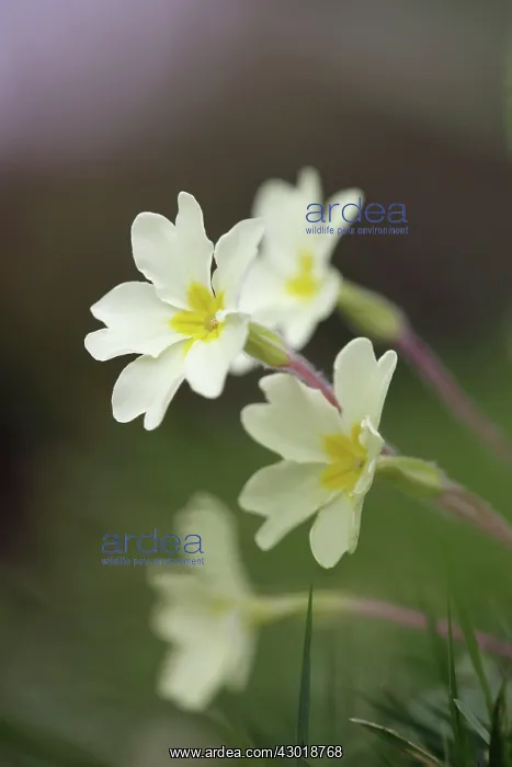  : Primroses spring