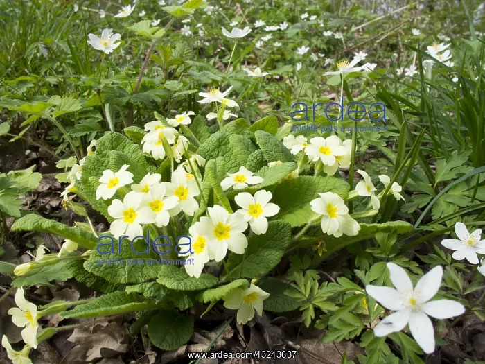 : Primroses and Wood anemones - Birmingham UK Primroses : Primroses and Wood anemones - Birmingham UK Primroses