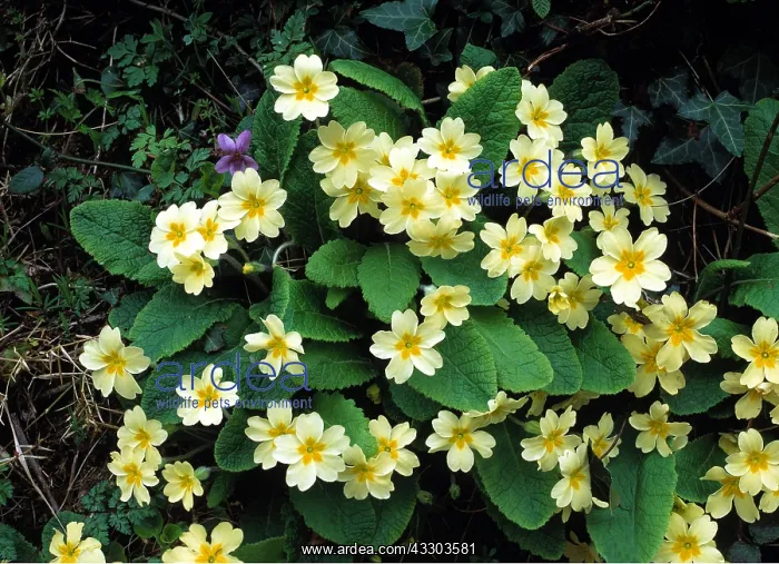 : Primroses and Wood Violet in old hedgebank : Primroses and Wood Violet in old hedgebank