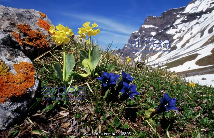 : Primula auricula - & Gentiana kochiana : Primula auricula - & Gentiana kochiana