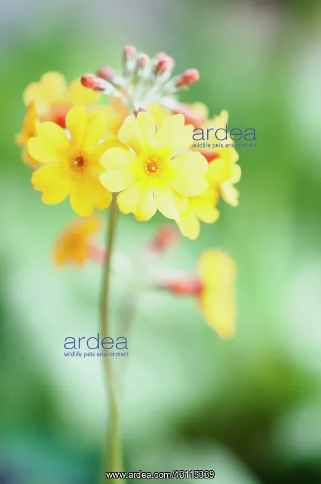 : Primula bulleyana, Candelabra primula, Yellow, Green, Perenn : Primula bulleyana, Candelabra primula, Yellow, Green, Perenn