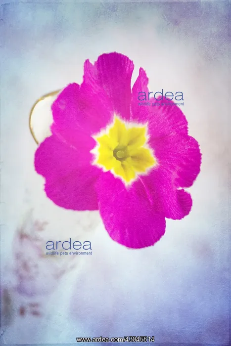 : Primula Flower - Textured Image : Primula Flower - Textured Image