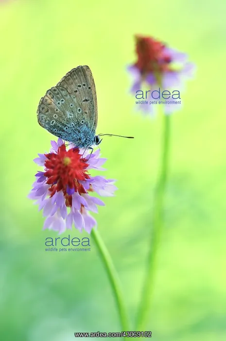 : Primula, Primrose : Primula, Primrose