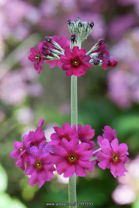  : Primula, Primrose, Candelabra primrose