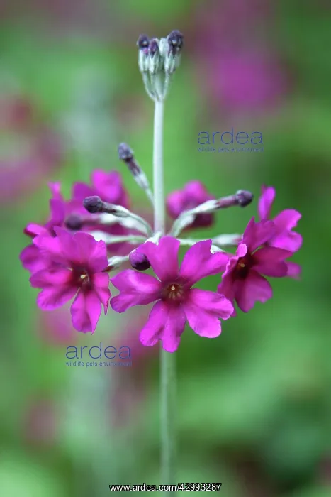 : Primula, Primrose, Candelabra primrose : Primula, Primrose, Candelabra primrose