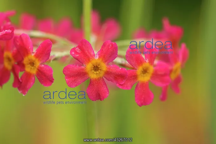: Primula, Primrose, Candelabra primrose, Primula : Primula, Primrose, Candelabra primrose, Primula