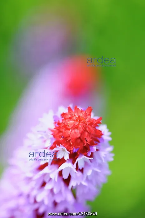 : Primula, Primrose, Primula vialii, Mauve coloured flowers on : Primula, Primrose, Primula vialii, Mauve coloured flowers on
