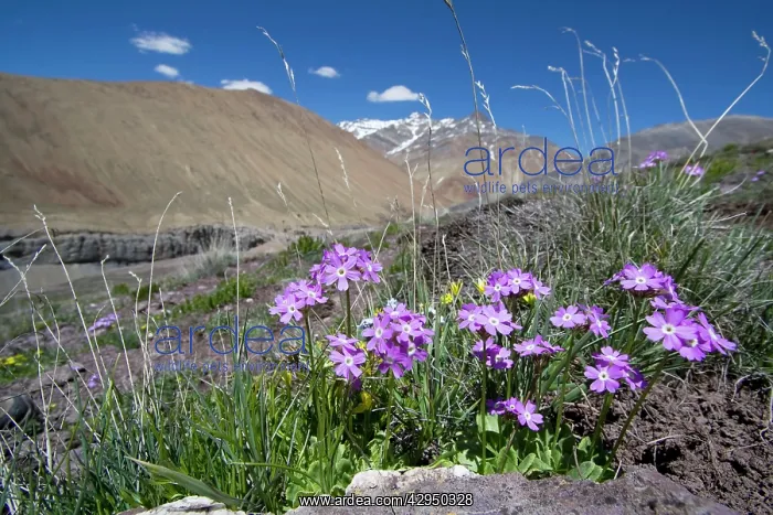 : Primula sp : Primula sp