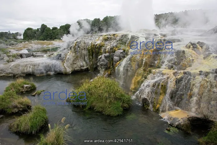 : Prince of Wales Feather Geyser : Prince of Wales Feather Geyser
