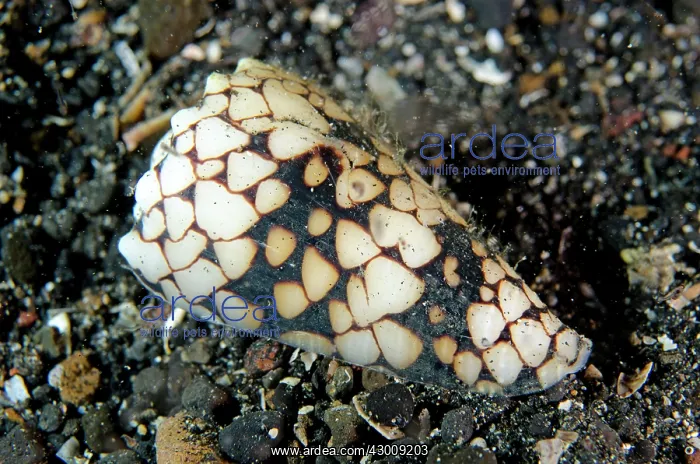 : Princely Cone Shell TK1 dive site, Lembeh Straits : Princely Cone Shell TK1 dive site, Lembeh Straits