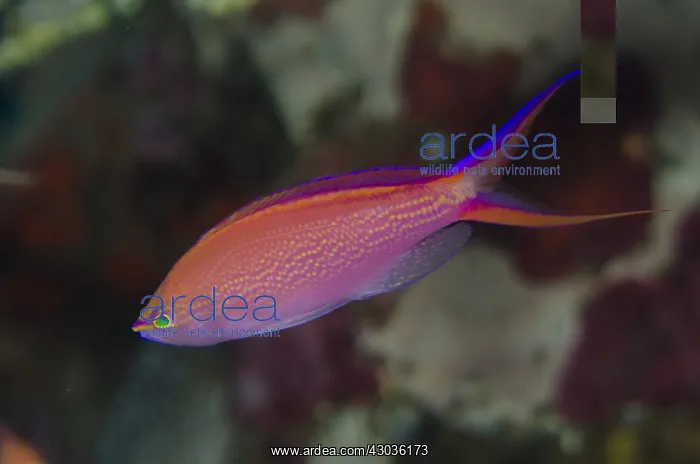 : Princess Anthias - Red Cliff dive site, Gunung : Princess Anthias - Red Cliff dive site, Gunung