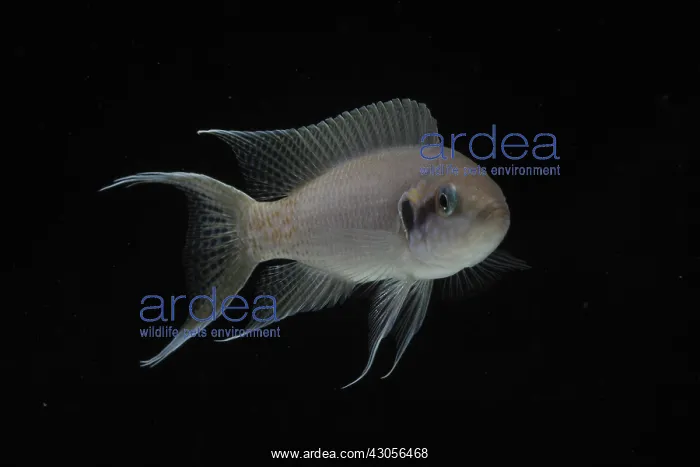 : Princess of Burundi swimming in an aquarium : Princess of Burundi swimming in an aquarium