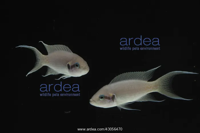 : Princess of Burundi swimming in an aquarium : Princess of Burundi swimming in an aquarium