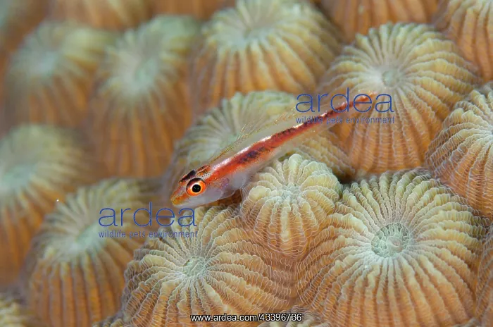 : Princess Dwarfgoby : Princess Dwarfgoby
