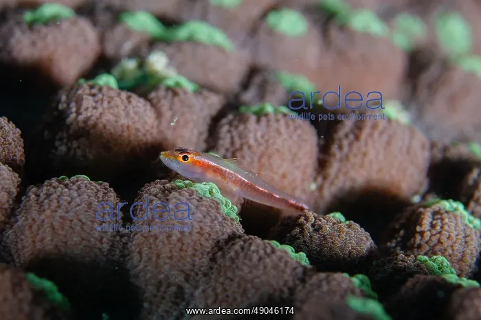 : Princess Dwarfgoby on coral : Princess Dwarfgoby on coral