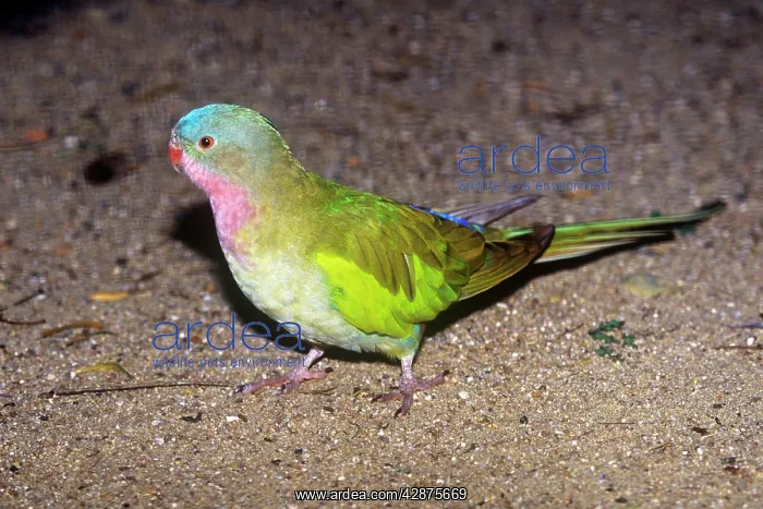 : PRINCESS PARROT : PRINCESS PARROT