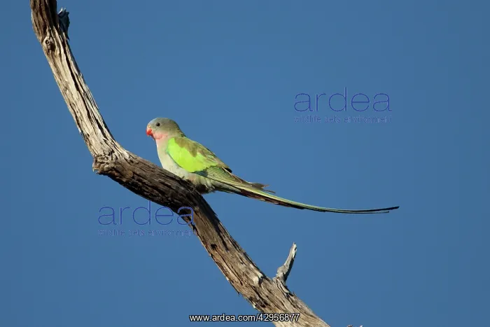 : Princess Parrot - on dead tree branch : Princess Parrot - on dead tree branch