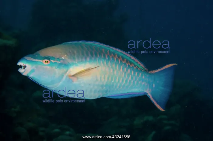 : Princess Parrotfish (Scarus taeniopterus) : Princess Parrotfish (Scarus taeniopterus)