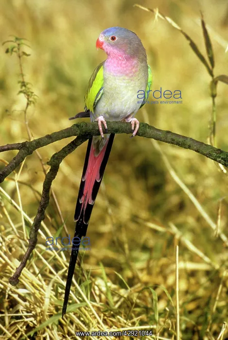 : PRINCESS OF WALES PARROT : PRINCESS OF WALES PARROT
