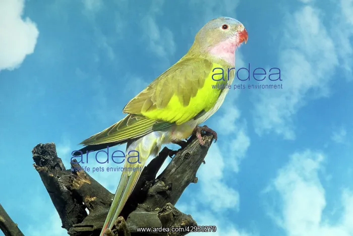  : Princess of Wales Parrot