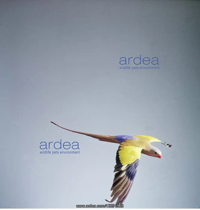: Princess of Wales Parrot - in flight : Princess of Wales Parrot - in flight