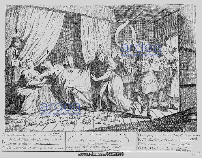 : Print - 18th Century - woman giving birth to rabbits : Print - 18th Century - woman giving birth to rabbits