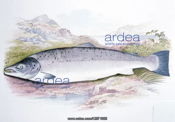 : Print - 19 century coloured lithograph of SALMON : Print - 19 century coloured lithograph of SALMON