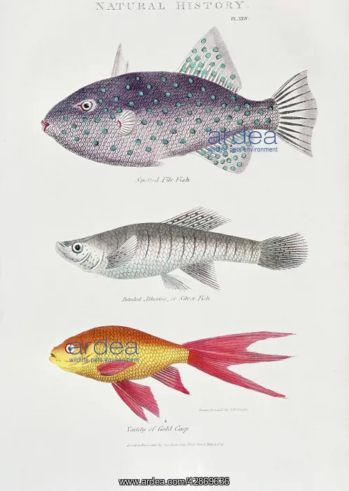 : PRINT of spotted file fish, 19th Century Lithograph : PRINT of spotted file fish, 19th Century Lithograph
