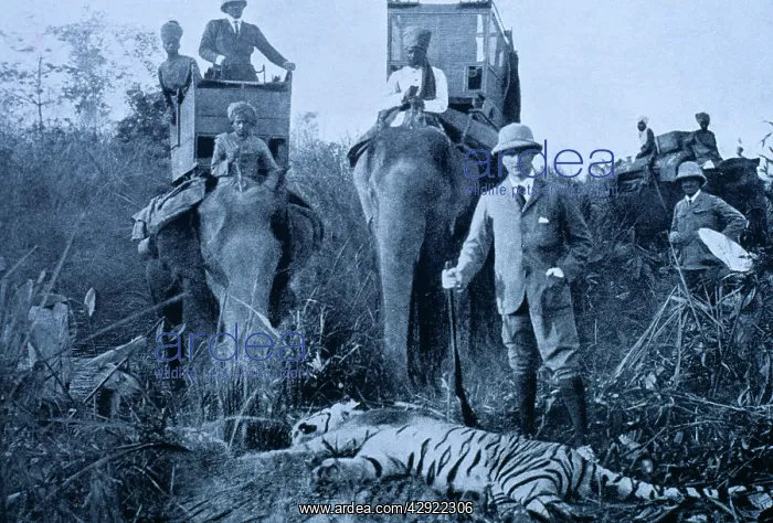 : PRINTS - British in India, standing around tiger : PRINTS - British in India, standing around tiger