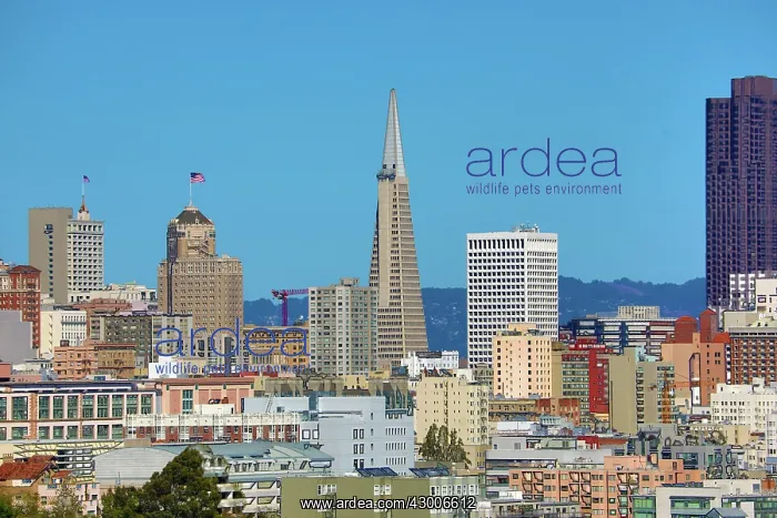: Prints Prints Prints San Francisco : Prints Prints Prints San Francisco