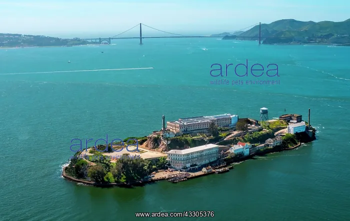 : Prison Island Alcatraz with the Golden Gate Bridge : Prison Island Alcatraz with the Golden Gate Bridge